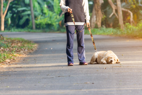 image for They’re not “Just Getting Older” – Chronic Pain in Pets